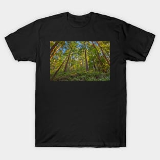 Muir Woods T-Shirt